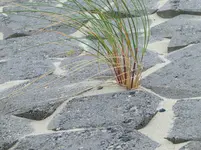 CIMG0907.jpg