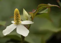 Bodendecker Bluete.webp
