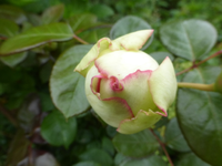 P1440547.webp