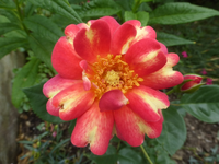 P1440566.webp