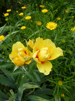 P1440579.webp