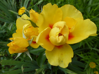 P1440580.webp