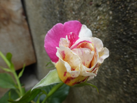 P1440610.webp