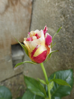 P1440611.webp
