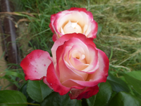 P1440617.webp