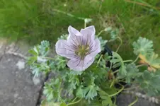 DSCF1594.webp