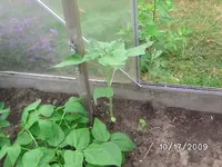 Sonnenblume.webp