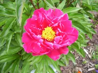100_1797.webp