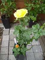 100_1802.webp