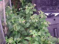 Beinwell.webp