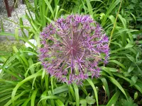100_1803.webp