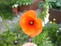 100_1808.webp