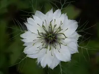 100_6240.webp