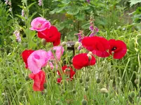 100_6249.webp