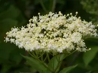 100_6254.webp