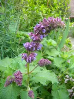 DSCN9157.webp