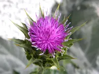 DSCN9206.webp