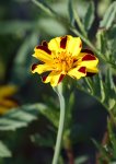 Tagetes  gestreift.jpg