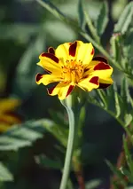 Tagetes  gestreift.webp