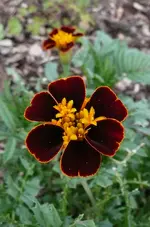 Tagetes dunkel.webp