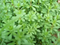 100_1142.webp