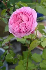louise odier.webp