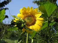 Erste Sonnenblume.webp