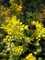 Hummel.webp