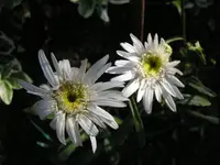 Gefüllte Margerite.webp