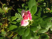 Rosa Rose.webp
