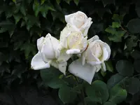 Rose bei Tage.webp