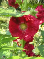 Rote Malve.webp