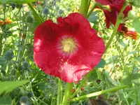 Rote Malve1.webp