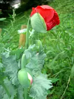 CIMG2721.webp