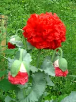 CIMG2780.webp