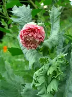 CIMG2811.webp