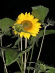 Sonnenblume im Dunkeln.jpg