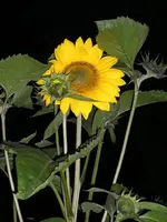 Sonnenblume im Dunkeln.webp