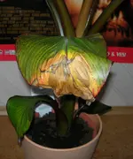 DSCN1193.webp