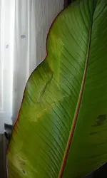 DSCN1195.webp