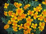 Juli 09  Tagetes 002.JPG