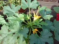 DSC00064.webp