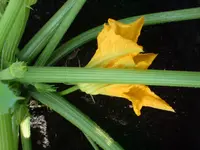 DSC00066.webp