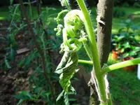 IMG_0565_s.webp