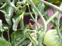 4.7.2009 Fliege (4).webp