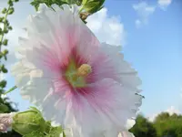 2.7.2009 (3).webp