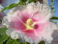 2.7.2009 (4).webp