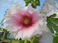 2.7.2009 (7).webp