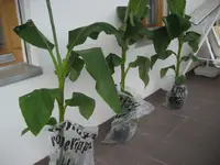 004.webp