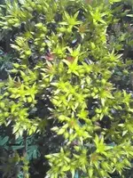 Bodendecker2kl.webp